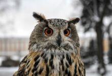 Photo of Что стало причиной гибели двух филинов в Литве