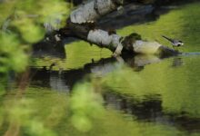 Photo of Изменение климата может повредить балтийским болотам