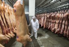 Photo of В Латвии резко подорожала свинина: как изменились цены за год